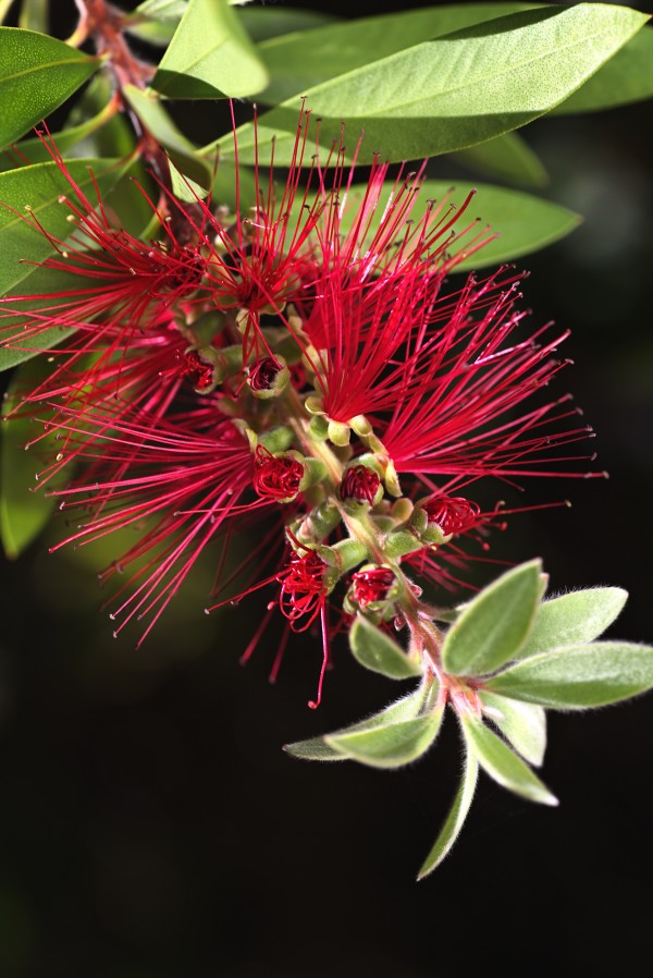 Australian Red Bottlebrush Flower by Joy Watson